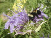 A rusty patched bumblebee in Minnesota.