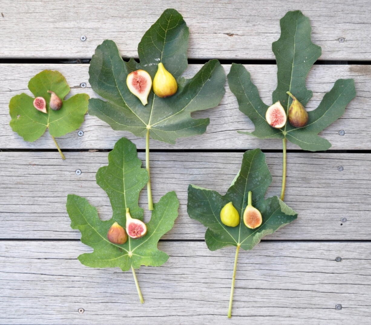 Depicted here are some of the many varieties of figs that do not have the specialized pollination needs of Smyrna figs, so can be grown over a much wider range. From left, top row, are Celeste, San Piero and Brown Turkey. Bottom row, from left, are Bethlehem Black and Kadota.