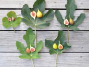 Depicted here are some of the many varieties of figs that do not have the specialized pollination needs of Smyrna figs, so can be grown over a much wider range. From left, top row, are Celeste, San Piero and Brown Turkey. Bottom row, from left, are Bethlehem Black and Kadota.