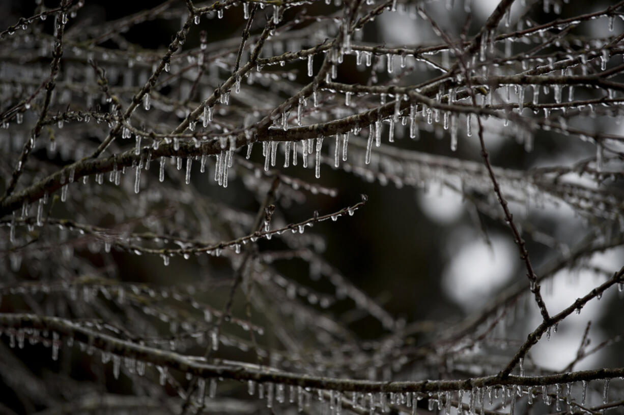 Icicles hang from the branches of a tree in Esther Short Park on Friday afternoon. Even as temperatures rose throughout the day, Friday&#039;s freezing rain left icy patches around the metro area.