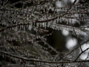 Icicles hang from the branches of a tree in Esther Short Park on Friday afternoon. Even as temperatures rose throughout the day, Friday&#039;s freezing rain left icy patches around the metro area.