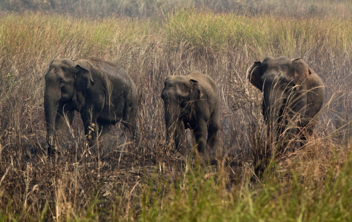 Wild elephants stand amid grass as Indian villagers try to chase them away from their Misamari village on the outskirts of Gauhati, Assam state, India.