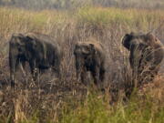 Wild elephants stand amid grass as Indian villagers try to chase them away from their Misamari village on the outskirts of Gauhati, Assam state, India.