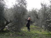 Lucia Iannotta, head of an olive farm, checks an olive tree in the family business&#039; grove, in Capocroce, Italy, Thursday, Feb. 16, 2017. From specialty shops in Rome to supermarkets around the world, fans of Italian olive oil are in for a surprise this year as prices are due to jump by as much as 20 percent.