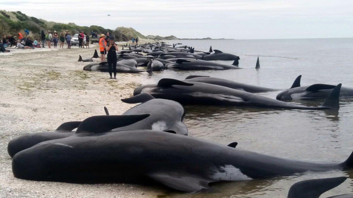 About 400 pilot whales are found beached Friday at Farewell Spit near Nelson, New Zealand, in one of the worst whale strandings in the nation&#039;s history. New Zealand volunteers refloated those that were still alive when the whales were found, about 100.