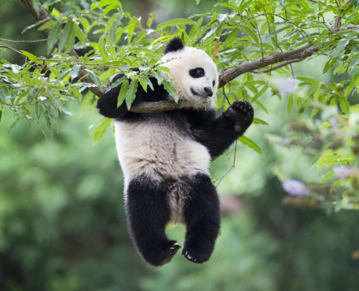 Panda cub Bao Bao hangs from a tree in her habitat at the National Zoo in Washington in Washington.