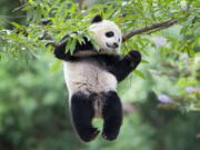 Panda cub Bao Bao hangs from a tree in her habitat at the National Zoo in Washington in Washington.