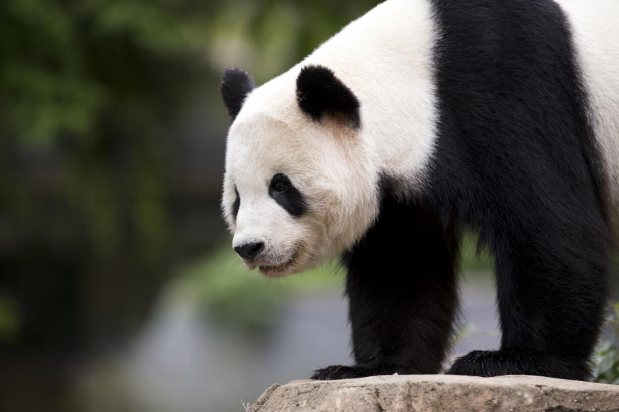 Ppanda cub Bao Bao, roams in an enclosure at the Smithsonian&#039;s National Zoo in Washington.