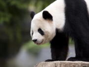 Ppanda cub Bao Bao, roams in an enclosure at the Smithsonian&#039;s National Zoo in Washington.