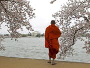 A visitor takes pictures of cherry blossom trees in full bloom on the tidal basin in Washington, D.C., in March.