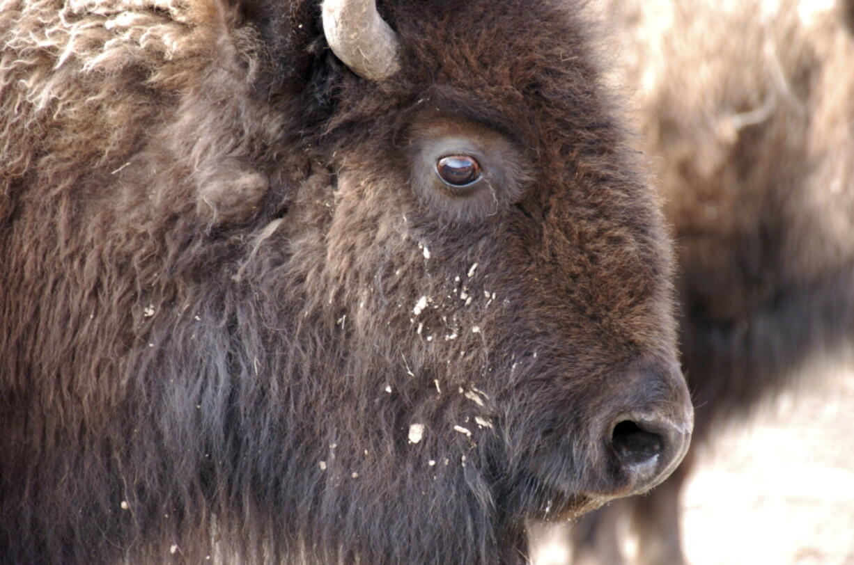 A bison from Yellowstone National Park being held for shipment to slaughter near Gardiner, Mont.