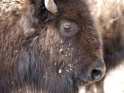 A bison from Yellowstone National Park being held for shipment to slaughter near Gardiner, Mont.