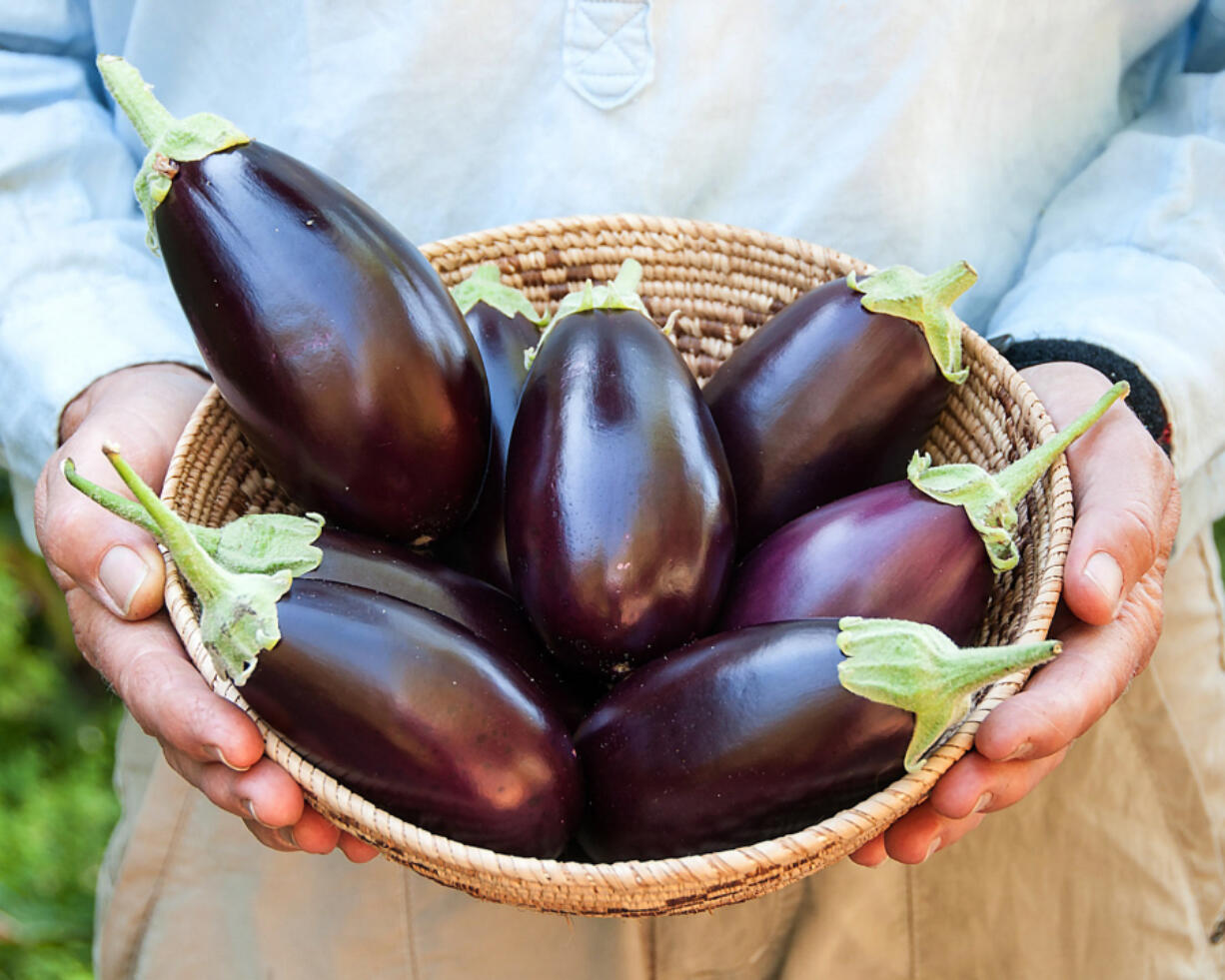 Little Prince eggplants from Renee&#039;s Garden, the seed company of gardening entrepreneur Renee Shepherd.