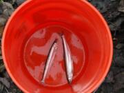 Smelt dipping was a bust Saturday in the lower Cowlitz River and no additional opportunities are anticipated in 2017.