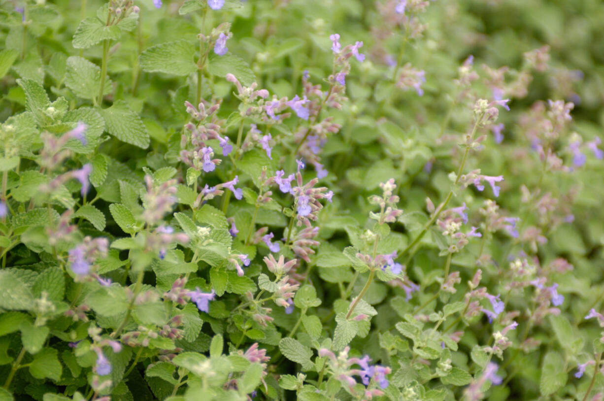 Catnip repels ants, fleas and mosquitoes.