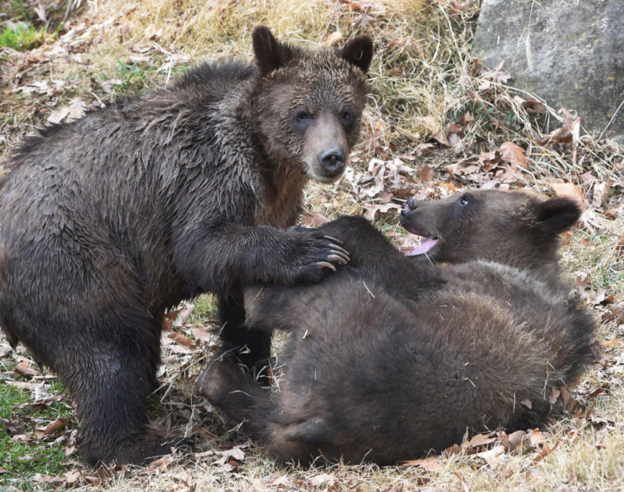 Two grizzly bear cubs at the Maryland Zoo. They were take in after their mother was shot in Montana and they were orphaned.