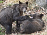 Two grizzly bear cubs at the Maryland Zoo. They were take in after their mother was shot in Montana and they were orphaned.