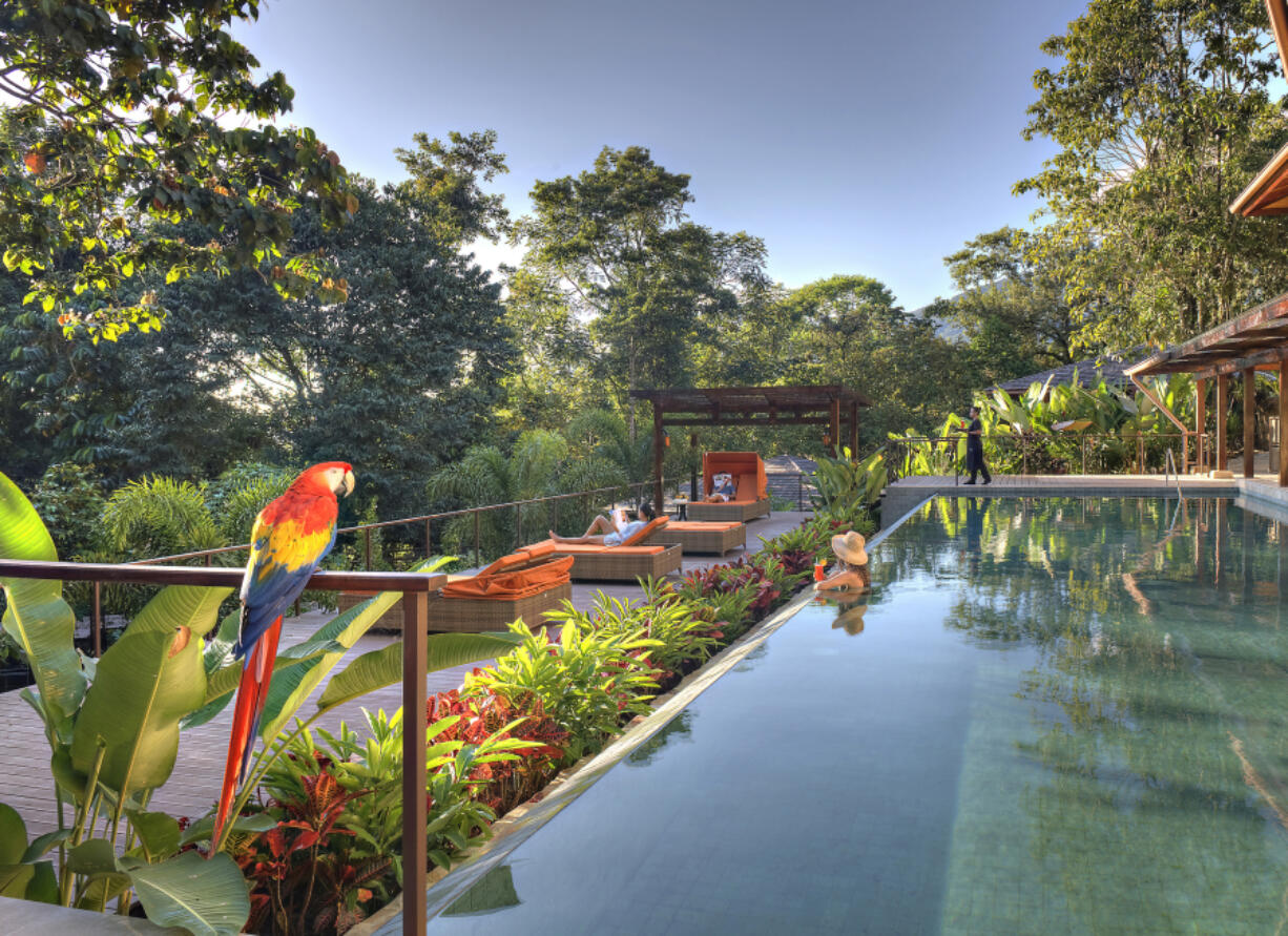 A colorful macaw looks over the lap pool at Nayara Springs Resort.