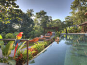 A colorful macaw looks over the lap pool at Nayara Springs Resort.