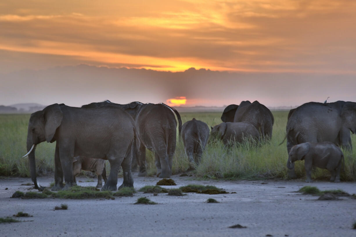 African Elephants resting at Sunset in Kenya.