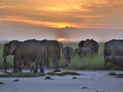 African Elephants resting at Sunset in Kenya.