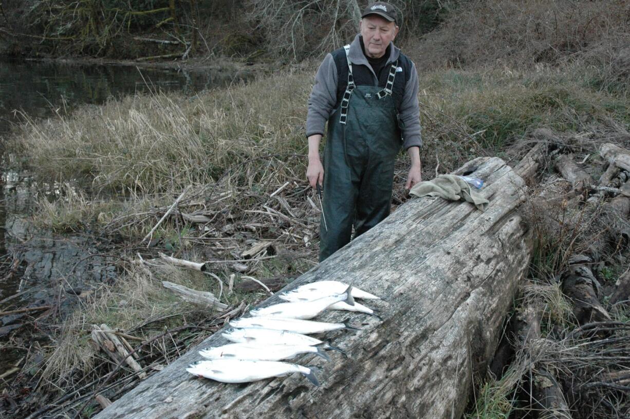 Merwin Reservoir is getting fished heavily on weekends as anglers wait for the Columbia River to drop and clear. Dick Borneman of Vancouver prepares to clean a catch of kokanee.