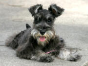 The miniature schnauzer has a short, close undercoat and harder outer coat. Its hair is longer on its face and legs.