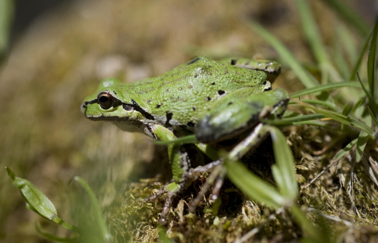 Spot the Pacific tree frog and other amphibians during the annual Critter Count.