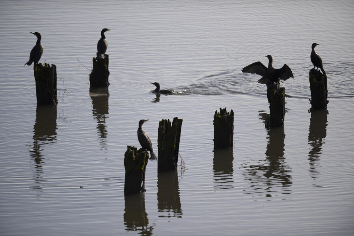 A handful of birds create a serene scene as they rest on pilings in Burnt Bridge Creek along Fruit Valley Road Jan. 23.