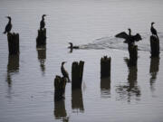 A handful of birds create a serene scene as they rest on pilings in Burnt Bridge Creek along Fruit Valley Road Jan. 23.