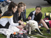 Hudson's Bay tennis players Savanna Strachan, left, Anita Didky, Avery Honaker and Michelle Vo pet Dani, a one-year-old border collie who belongs to tennis head coach Jim Goss.