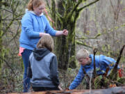 Woodland: Students from Green Mountain Middle School took a field trip to the Haapa Boat Launch on the Lewis River, where they planted trees and learned about restoration from Lower Columbia Fish Enhancement Group members.