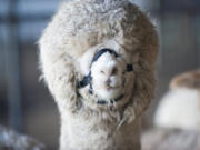 Alpacas seen at the Alpaca Group Farm in Ridgefield.