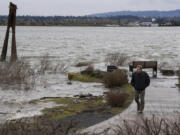 Michael Johnson walks along the swollen Columbia River as it begins to flood the walkway at Tidewater Cove on Wednesday afternoon.  The river is expected to crest at 15.98 feet -- just .02 inches below the minor flood stage -- on Friday afternoon.