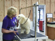 Sue Picchioni, owner of Best Friends Dog Grooming in Vancouver, shared a moment Thursday with one of the dogs she grooms. The business reopened this week after its other location burned in a fire in January.