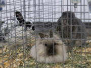 The  Humane Society for Southwest Washington suddenly became responsible for 107 rabbits of varying breeds that they&#039;ve been housing at the Clark County Fairgrounds.