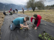 Clark College students Tullee Stanford, left, and Andrew Stofiel join classmates as they lend a hand to restoration efforts at St. Cloud Park in the Columbia River Gorge on Tuesday afternoon. Native plants were started in a greenhouse at Clark College and transplanted to their new home in the Gorge.