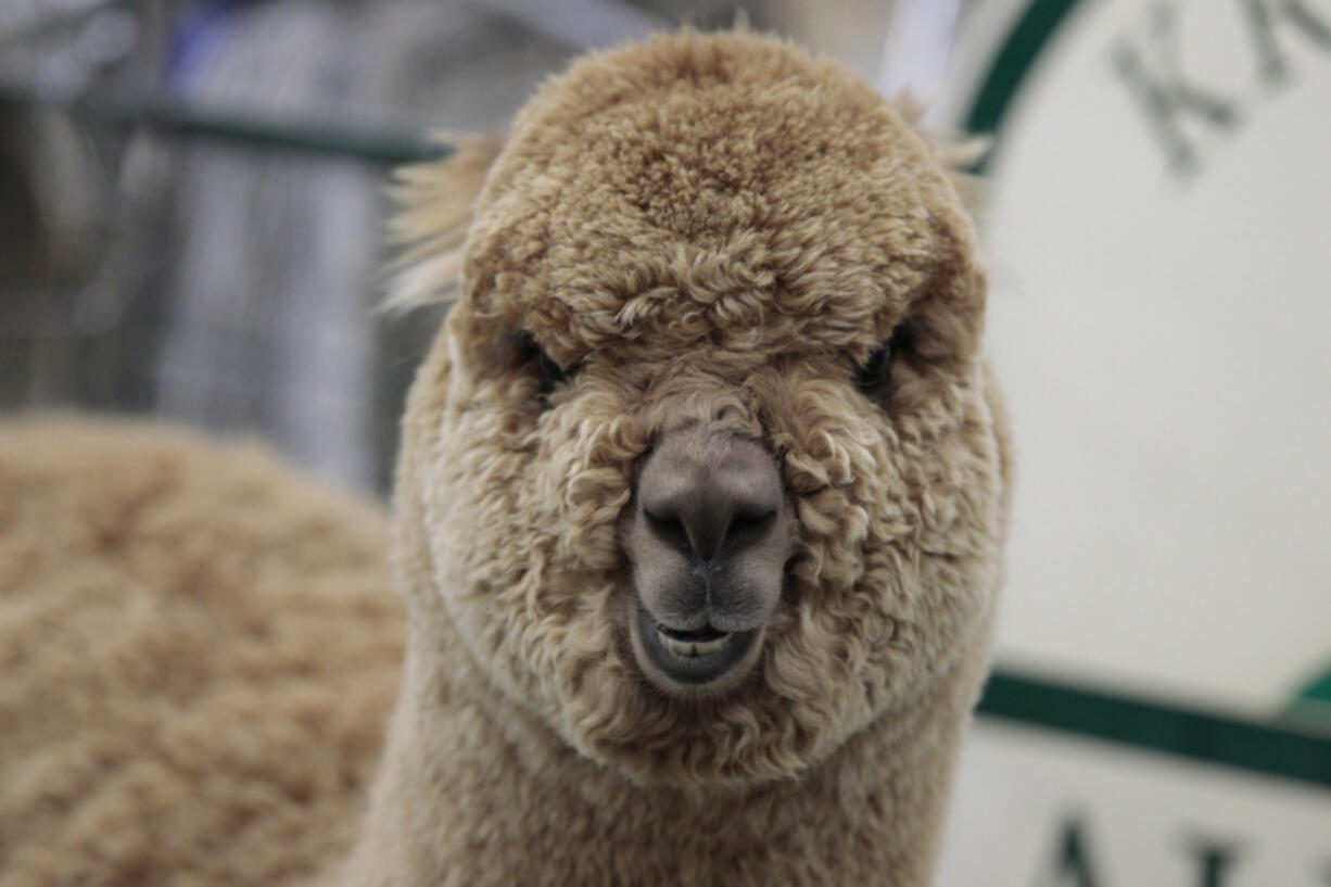 A big smile at the 2016 Alpacapalooza.