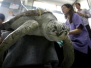 Green sea turtle Bank receives rehabilitation treatment at the Chulalongkorn University in Bangkok, Thailand, Friday, March 10, 2017. Veterinarians operated on 25-year-old Bank Monday to remove 915 coins weighing 5 kilograms (11 pounds) from her stomach, which she swallowed after misguided human passers-by tossed coin into her pool for good luck in eastern Thailand.