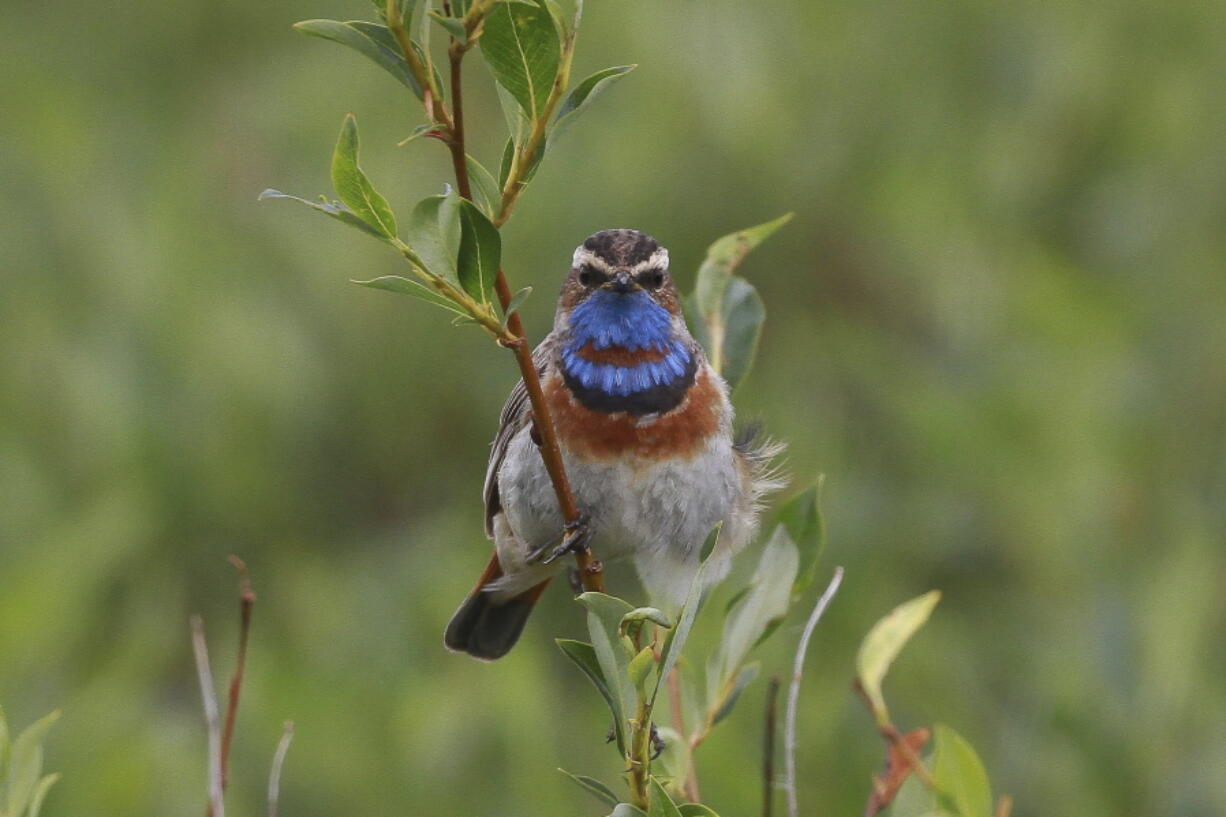 A Bluethroat in Nome, Alaska. (Photos by Rachel M. Richardson/U.S.