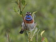 A Bluethroat in Nome, Alaska. (Photos by Rachel M. Richardson/U.S.