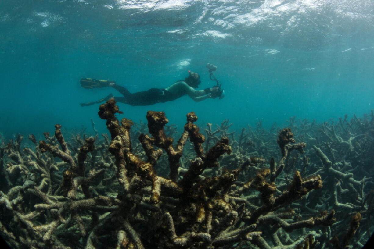 An underwater photographer documents an expanse of dead coral at Lizard Island on Australia&#039;s Great Barrier Reef in May 2016.