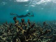 An underwater photographer documents an expanse of dead coral at Lizard Island on Australia&#039;s Great Barrier Reef in May 2016.