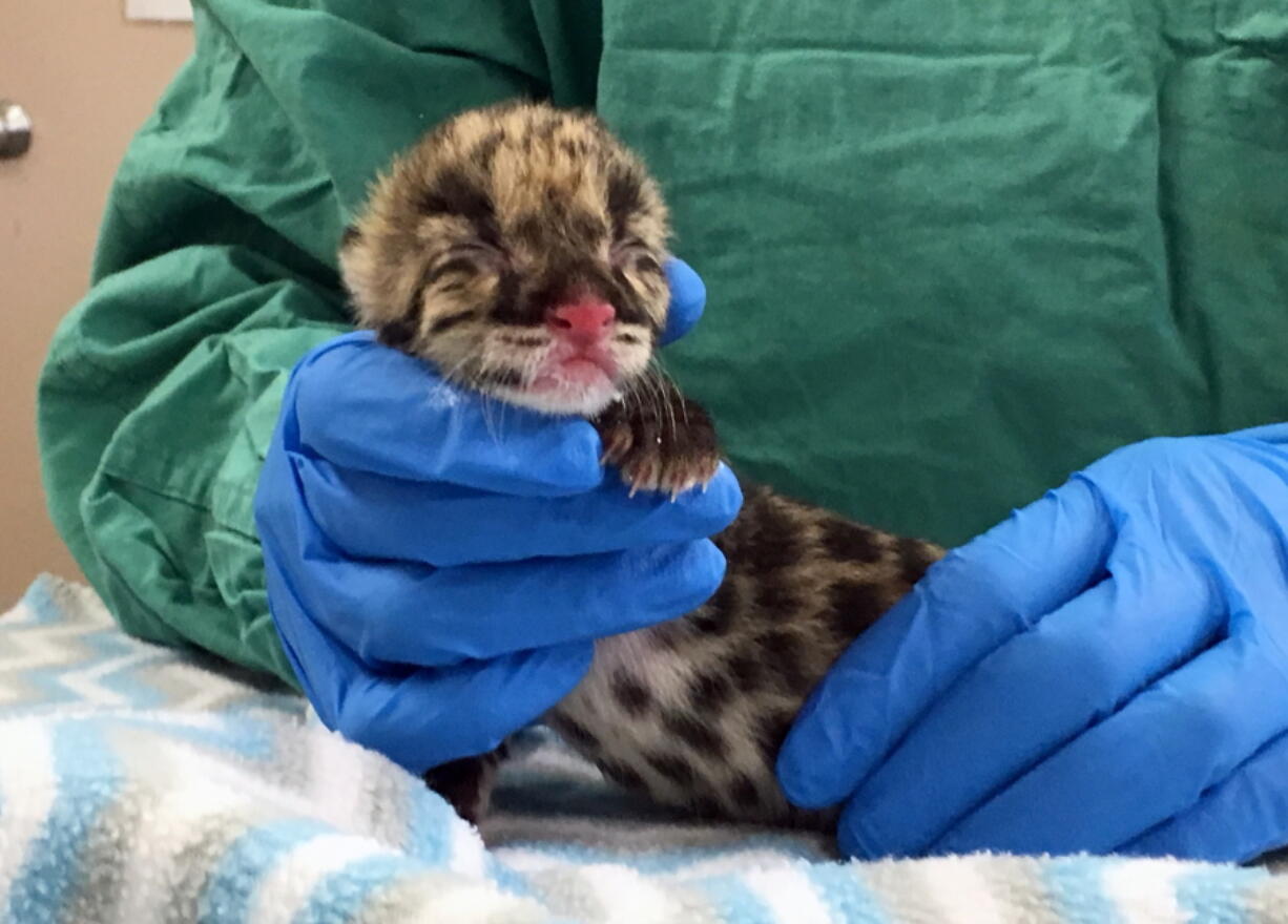 A rare clouded leopard cub is displayed Wednesday, March 1, 2017, at the Nashville Zoo in Nashville, Tenn. Zoo officials say the cub was the first clouded leopard to be conceived through artificial insemination with cryopreserved sperm.