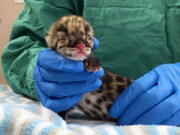 A rare clouded leopard cub is displayed Wednesday, March 1, 2017, at the Nashville Zoo in Nashville, Tenn. Zoo officials say the cub was the first clouded leopard to be conceived through artificial insemination with cryopreserved sperm.