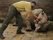 Zookeeper Dvur Kralove removes a horn of Pamir, a southern white rhino, as one of the safety measures to reduce the risk of any potential poaching attack.