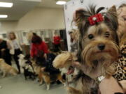 Teddy, a Yorkshire Terrier, looks at the camera as others in the American Kennel Club&#039;s rankings line up.