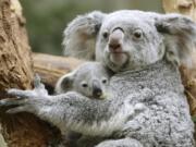 Koala joey Ramboora and  his mother Iona  sit in the enclosure in the zoo in Duisburg, Germany, Wednesday, March 8, 2017.