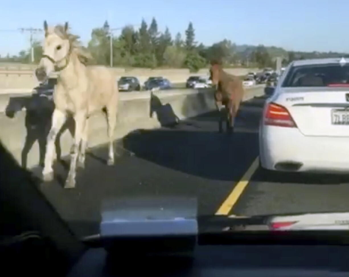 In this image made from a video provided by @slimjanders, a white horse and a brown mule run across Interstate 680 east of San Francisco on Monday.