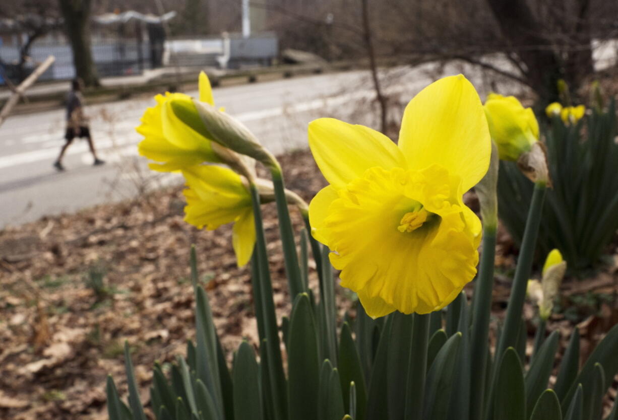 FILE - In this Feb. 28, 2017 file photo, daffodils bloom in New York&#039;s Central Park. Federal meteorologists say a freakishly warm February broke more than 11,700 local daily records for warmth in the U.S., but it didn???t quite beat 1954 for the nation???s warmest February on record.